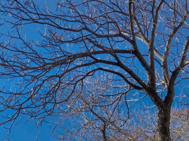 Bir grup kuşun güneşli, parlak gökyüzü arka planında durduğu düşük açılı ağaç görüntüsü