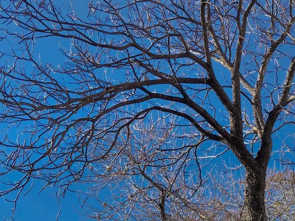 Bir grup kuşun güneşli, parlak gökyüzü arka planında durduğu düşük açılı ağaç görüntüsü