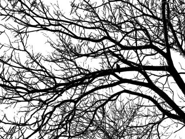 Ağaç beyaz zemin üzerinde daha az dal bırakır siyah grafik silueti