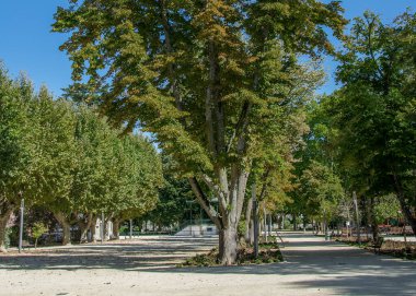 Tamega Nehir Parkı 'nda güneşli bir gün sahnesi, ana konusu büyük ağaç gövdesi, chaves City, Portekiz