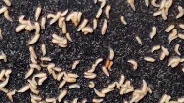 Kıvranan solucan kütlelerinin yüksek açılı görüntüsü karanlık ve nemli bir yüzey boyunca hareket eder., 