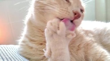 Pençelerini tımar eden ve pençelerini kesen sarı bir erkek kedinin yakın çekim detaylı videosu.. 
