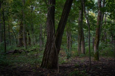 Gizemli sonbahar yeşil ormanı.