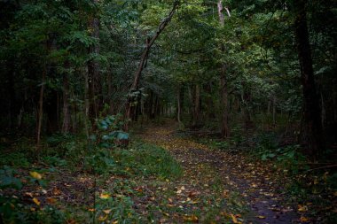 Gizemli sonbahar yeşil ormanı.
