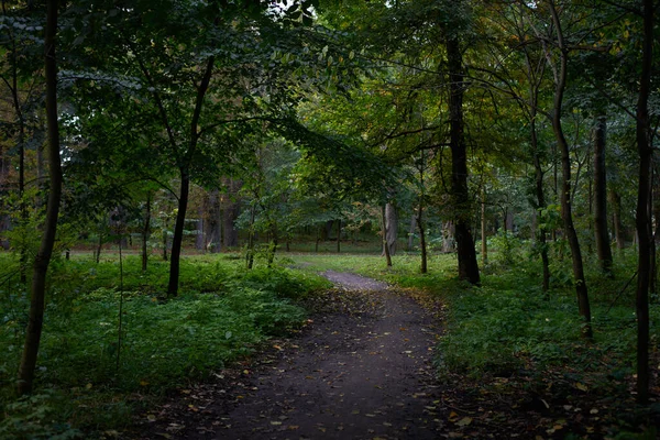 神秘的秋天绿林 — 图库照片