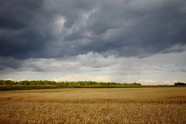 Nuvens Escuras Sobre Campo Trigo Ucrânia Guerra — Fotografia de Stock