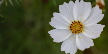 Bahçedeki ışıkların altındaki beyaz papatya çiçeğinin yakın plan fotoğrafı.