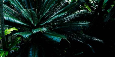 Yeşil yapraklı arka plan. soyut arkaplan