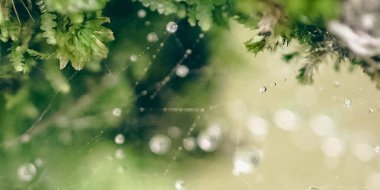 Bir ağaç dalına yağmur damlaları, makro görünüm