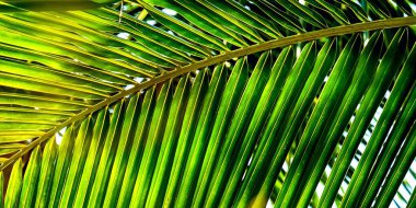 Mavi gökyüzü arka planında yeşil palmiye bırakması, palmiye yaprağı deseni arka planı