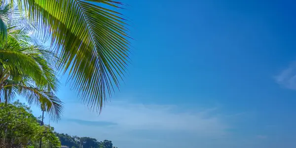 green palm leave on blue sky background, palm leaf pattern background