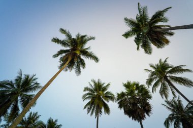 Plajda tropik hindistan cevizi ağacı.