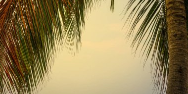 Gökte bir palmiye ağacı