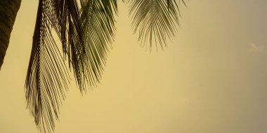 Sahilde palmiye ağaçları