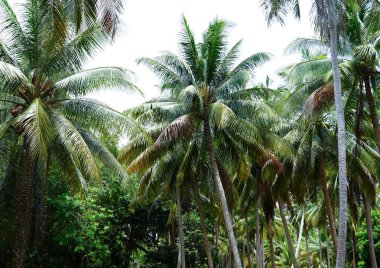 Tayland 'daki Koh Chang adasında hindistan cevizi ağaçları.