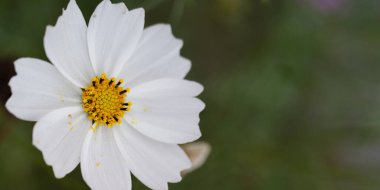 Siyah arka planda beyaz çiçek