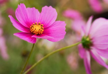 pembe cosmos Çiçek Bahçe