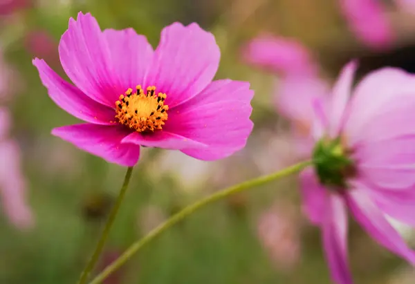 pembe cosmos Çiçek Bahçe