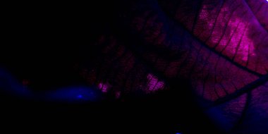 Siyah arkaplanda neon ışıkları.