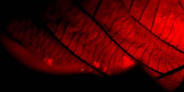 Siyah ve beyaz desenli soyut arkaplan