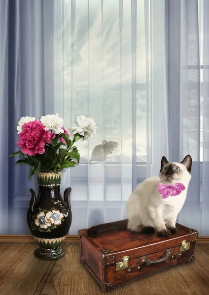 Siamese 고양이 마우스를 로열티 프리 스톡 이미지