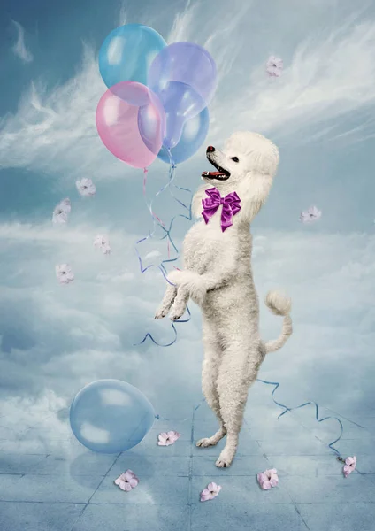 Poedel Met Ballonnen Buiten Tegen Blauwe Lucht Stockfoto