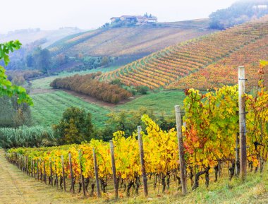 Piedmont 'ta üzüm bağları, İtalya' nın ünlü şarap bölgesi. İtalyan doğa manzarası