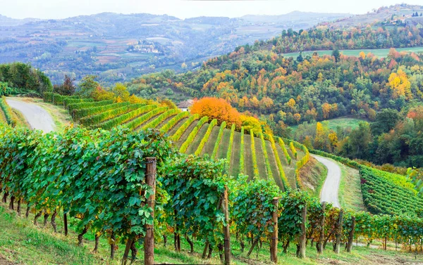 Живописные Осенние Виноградники Винограда Пьемонте Известном Винном Регионе Италии Природные — стоковое фото