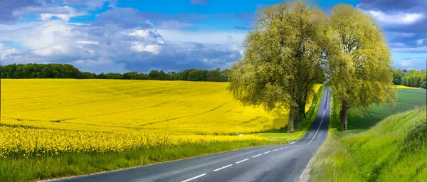 Schoonheid Natuur Landschappelijk Landschap Van Frankrijk Bloeiende Gele Verkrachtingsvelden Aartsboom — Stockfoto