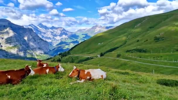Швейцарія Природні Пейзажі Зелені Снігові Пасовища Коровами Оточенні Альп Гір — стокове відео
