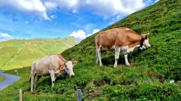 Suiza Paisaje Natural Pastos Verdes Suizos Con Vacas Rodeadas Montañas — Vídeo de stock