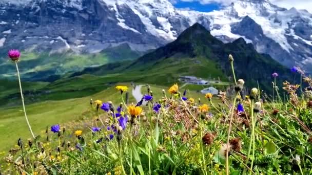 Švýcarská Přírodní Scenérie Scénická Zasněžená Pohoří Alp Divoké Květinové Louky — Stock video