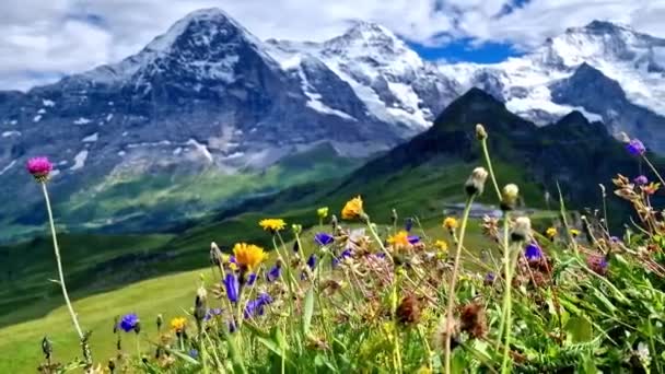 Švýcarská Přírodní Scenérie Scénická Zasněžená Pohoří Alp Divoké Květinové Louky — Stock video