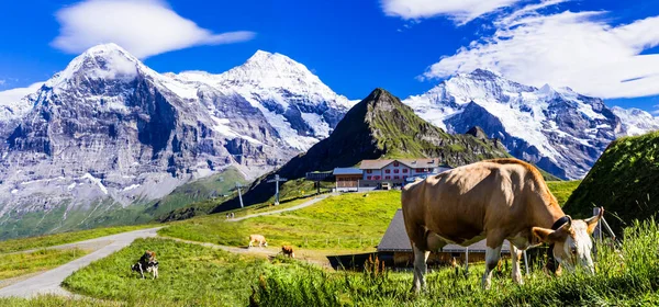 Швейцария Природные Пейзажи Зеленые Швейцарские Пастбища Коровами Окружении Гор Альп — стоковое фото