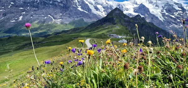 スイスの自然景色 風光明媚な雪のアルプス山々と野生の花の牧草地 自然の中の美しさ スイスの風景 マンガマウンテンビュー — ストック写真