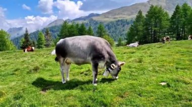 İsviçre doğa manzarası. Alp dağlarıyla çevrili yeşil çayırlarda otlayan ineklerle dolu yeşil İsviçre çayırları