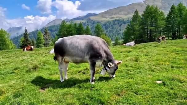 Suiza Paisaje Natural Pastos Verdes Suizos Con Vacas Pastando Verdes — Vídeo de stock
