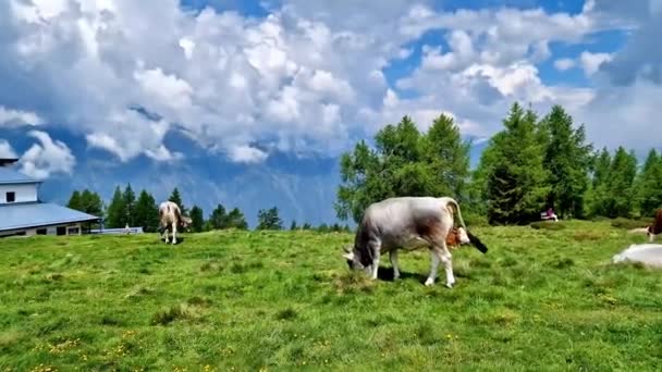 Sviçre Doğa Manzarası Alp Dağlarıyla Çevrili Yeşil Çayırlarda Otlayan Ineklerle — Stok video