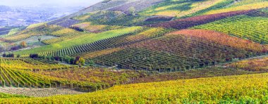 İtalya, Treviso 'daki ünlü şarap bölgesi. Meşhur Prosecco şarap rotasındaki Valdobbiadene tepeleri ve üzüm bağları, renkli üzüm şarabı tarlalarıyla sonbahar manzarası