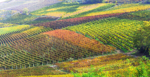 famous wine region in Treviso, Italy. Valdobbiadene hills and vineyards on the famous prosecco wine route , autumn landscape scenery with colorful fields of grapewine