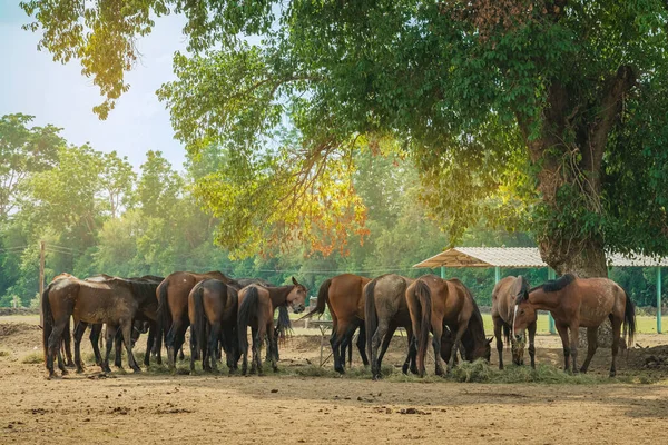 stock image Horses grazing in field in evening. Many horses on pasture in sunset light. Majestic brown horses pasturing in warm spring sunshine. Herd of horses eating grass and straw in field. Animals and food.