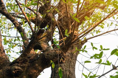 Pirinç sisi ya da ağaçlara su püskürtmek için fıskiyeler. Sıcak bir yaz gününde ağaç için sisli su püskürtme sistemi. Arka planda yeşil bitkiler bulunan bahçelerdeki bitki sulama sistemi.