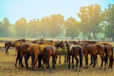 Atlar akşamları tarlada otluyor. Gün batımında birçok at otlakta. Sıcak bahar güneşinde otlayan görkemli kahverengi atlar. Tarlada ot ve saman yiyen at sürüleri. Hayvanlar ve yiyecekler.