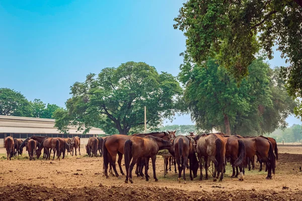 stock image Horses grazing in field in evening. Many horses on pasture in sunset light. Majestic brown horses pasturing in warm spring sunshine. Herd of horses eating grass and straw in field. Animals and food.