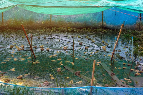 Frogs farm for agriculture at house. Cultivation of frogs with water spray and splash in soil ponds. Many frogs raised in ponds and natural farms. Aquaculture of commercial amphibians. Selective focus
