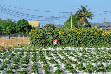 Sıcak ve güneşli bir günde organik çilek çiftliğinde eğlenen mutlu genç kız. Tarım ile yeni nesil. Çilek tarlasında bir çocuk. Kırsal kesimde yaz eğlencesi.