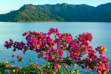 Pembe Bougainvillea çiçeği nehir kenarındaki ağaçta çiçek açıyor ve arka planda barajın üzerinde büyük bir su deposu var. Begonvil çiçekli manzara önplanda.