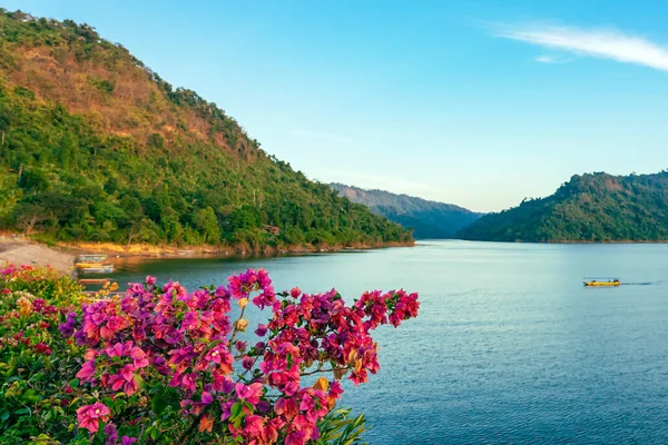 stock image Pink Bougainvillea flower blooming on tree in garden at riverside with beautiful scenery of nature with large reservoir above dam in background. Landscape with bougainvillea flower at foreground.