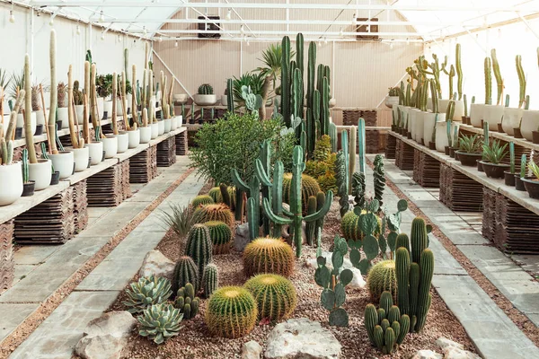Many cactus plants at cactus farm house.Cultivation of beautiful cactus species as hobby and selling. Industrial cactus farm in greenhouse with different types of cacti and succulents grown for sale.