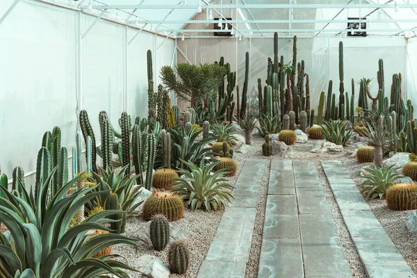 Many cactus plants at cactus farm house.Cultivation of beautiful cactus species as hobby and selling. Industrial cactus farm in greenhouse with different types of cacti and succulents grown for sale.